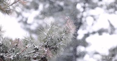 冬天下大雪中的松树枝